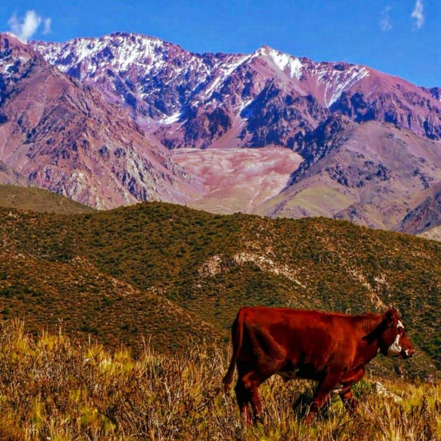 Hostal Nomade Mountain House Potrerillos